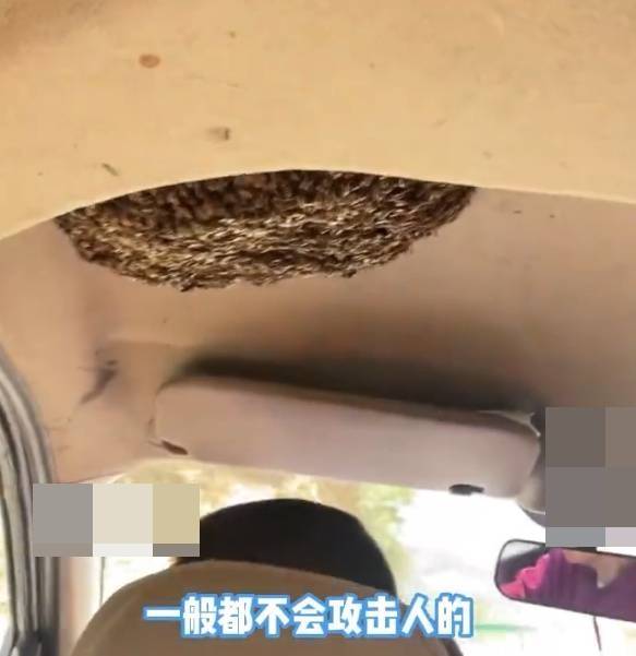 ฝูงผึ้งทำรังในแท็กซี่ ฝูงผึ้งทำรังในแท็กซี่