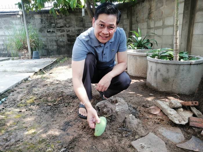 มะม่วงเกิดจากตอไม้ มะม่วงเกิดจากตอไม้