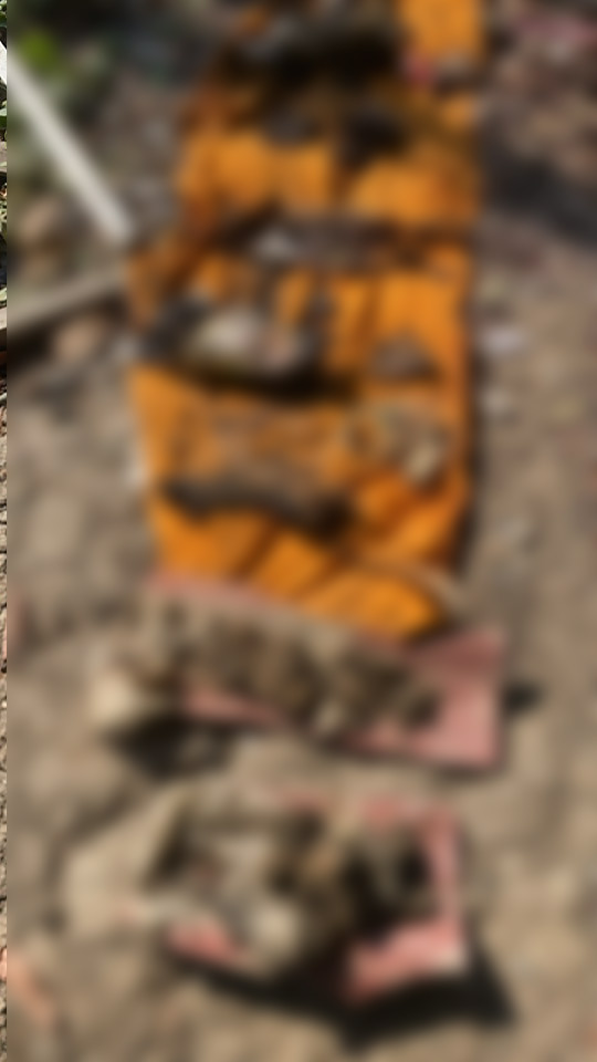 พระกินแมว พระกินแมว