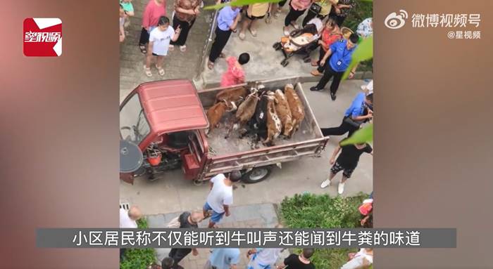 เลี้ยงวัว 7 ตัว บนอพาร์ตเมนต์ เลี้ยงวัว 7 ตัว บนอพาร์ตเมนต์