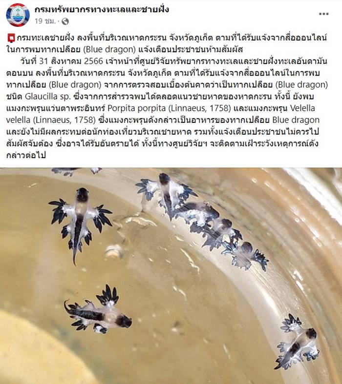 ทากเปลือย Blue dragon พิษร้ายแรง ทากเปลือย Blue dragon พิษร้ายแรง