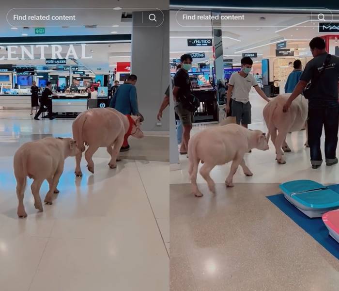 ควายเผือกเดินห้าง ควายเผือกเดินห้าง