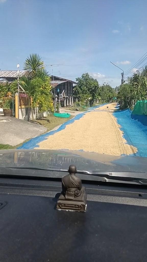 หนุ่มอึ้ง ขับรถเจอตากข้าวยาวเต็มถนน หนุ่มอึ้ง ขับรถเจอตากข้าวยาวเต็มถนน