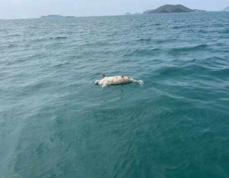 ลูกพะยูนดงตาลตาย ลูกพะยูนดงตาลตาย