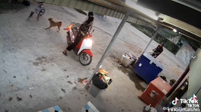 หมาไล่กัดเด็ก เจอแมวตบ หมาไล่กัดเด็ก เจอแมวตบ