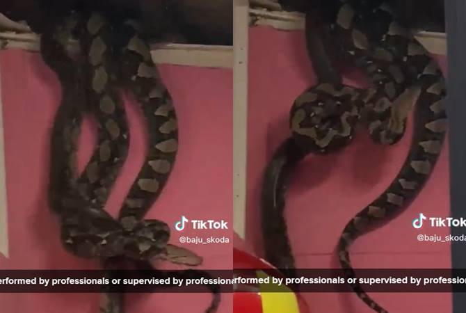 งูเหลือม งูเหลือม