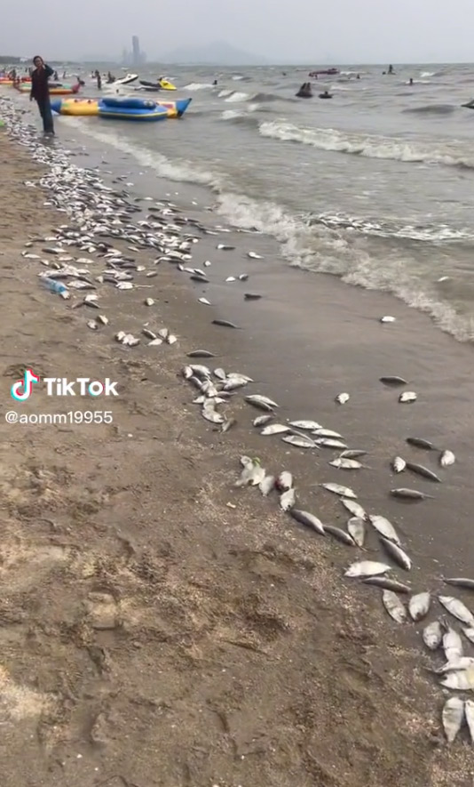 ปลาตายเกลื่อนหาดบางแสน ปลาตายเกลื่อนหาดบางแสน