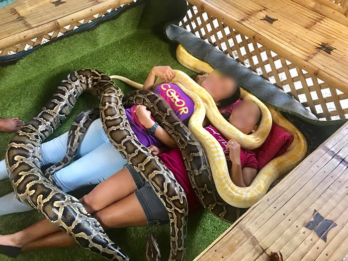 ร้านนวดใช้งูหลามเลื้อยทับตัวลูกค้า ร้านนวดใช้งูหลามเลื้อยทับตัวลูกค้า