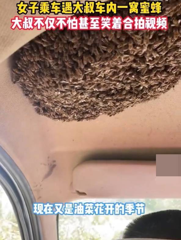 ฝูงผึ้งทำรังในแท็กซี่ ฝูงผึ้งทำรังในแท็กซี่