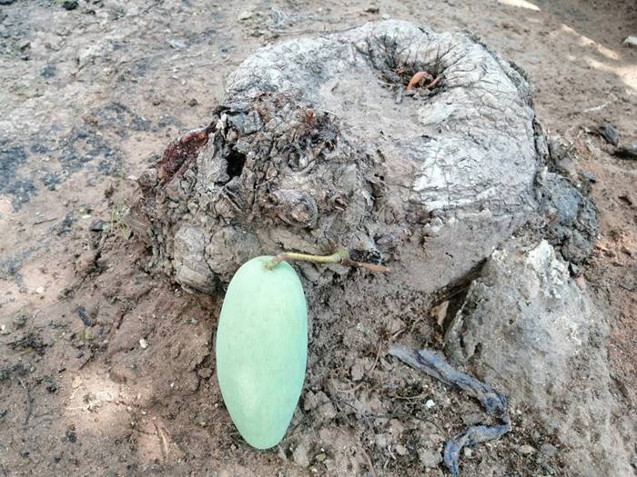 มะม่วงเกิดจากตอไม้ มะม่วงเกิดจากตอไม้