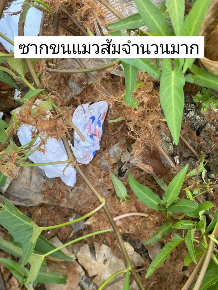 พระกินแมว พระกินแมว