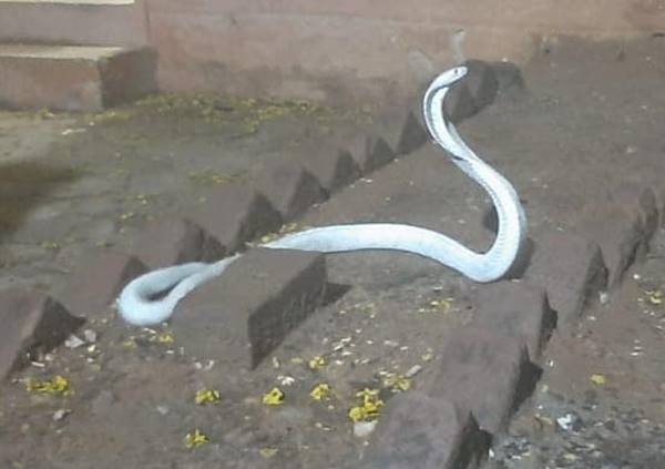 งูเห่าเผือก งูเห่าเผือก