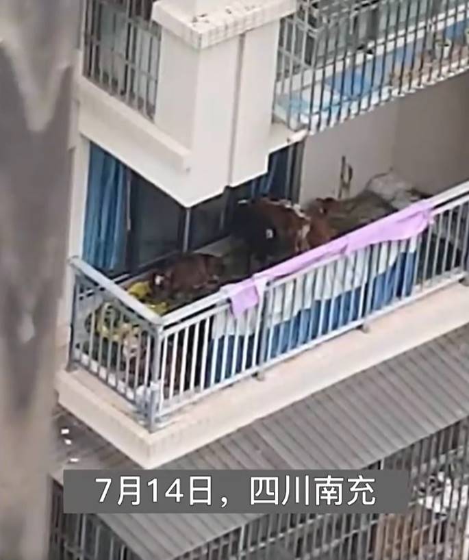 เลี้ยงวัว 7 ตัว บนอพาร์ตเมนต์ เลี้ยงวัว 7 ตัว บนอพาร์ตเมนต์