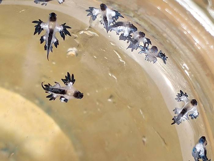 ทากเปลือย Blue dragon พิษร้ายแรง ทากเปลือย Blue dragon พิษร้ายแรง