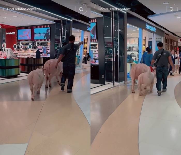 ควายเผือกเดินห้าง ควายเผือกเดินห้าง