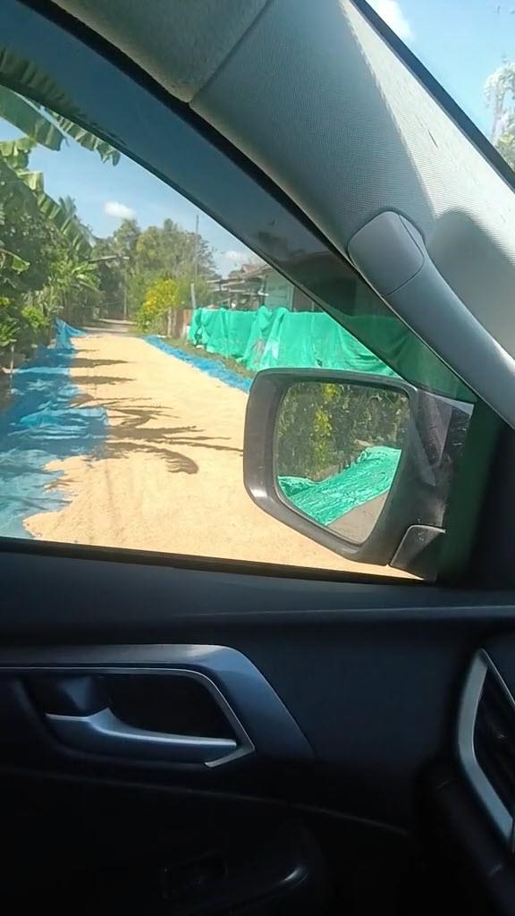 หนุ่มอึ้ง ขับรถเจอตากข้าวยาวเต็มถนน หนุ่มอึ้ง ขับรถเจอตากข้าวยาวเต็มถนน