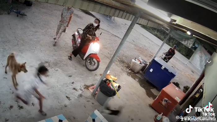 หมาไล่กัดเด็ก เจอแมวตบ หมาไล่กัดเด็ก เจอแมวตบ