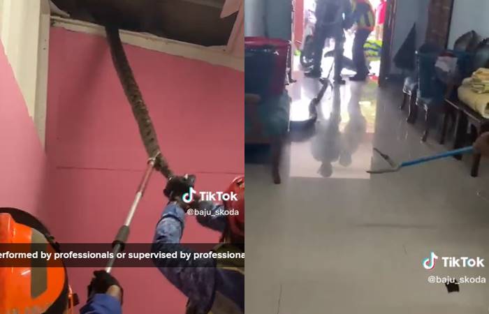 งูเหลือม งูเหลือม