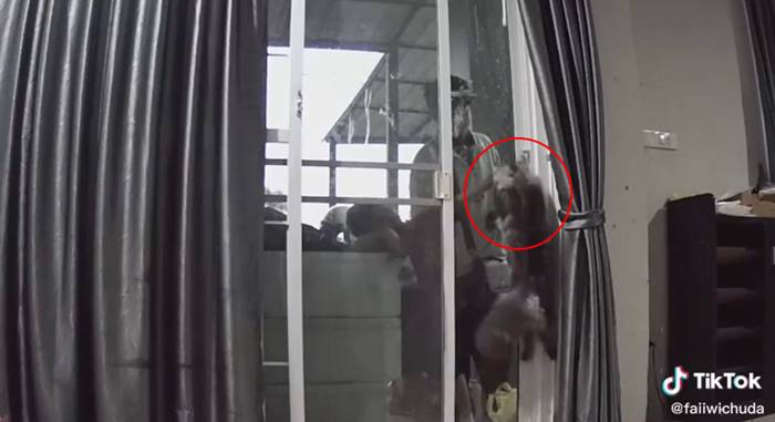 แมวเปิดประตูบ้านให้เจ้าของ แมวเปิดประตูบ้านให้เจ้าของ