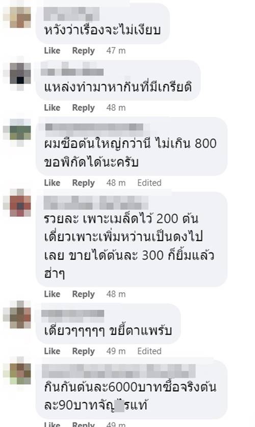 ต้นทองอุไร 70 ราชการซื้อ 6,090 ต้นทองอุไร 70 ราชการซื้อ 6,090