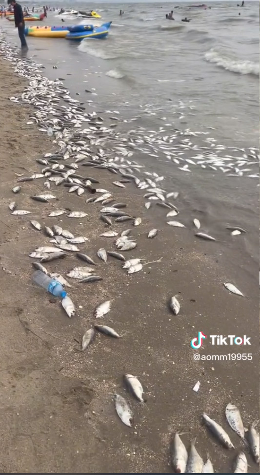ปลาตายเกลื่อนหาดบางแสน ปลาตายเกลื่อนหาดบางแสน