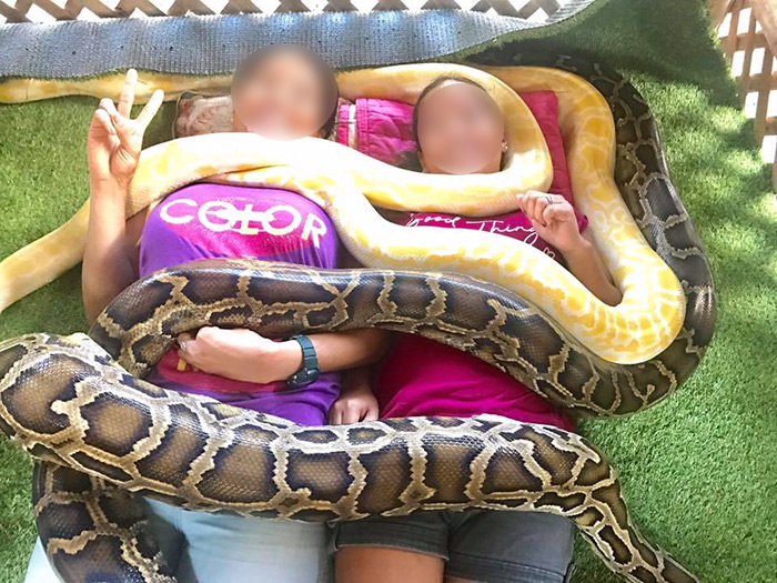 ร้านนวดใช้งูหลามเลื้อยทับตัวลูกค้า ร้านนวดใช้งูหลามเลื้อยทับตัวลูกค้า