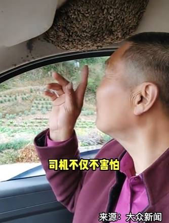 ฝูงผึ้งทำรังในแท็กซี่ ฝูงผึ้งทำรังในแท็กซี่