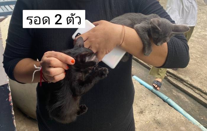 พระกินแมว พระกินแมว