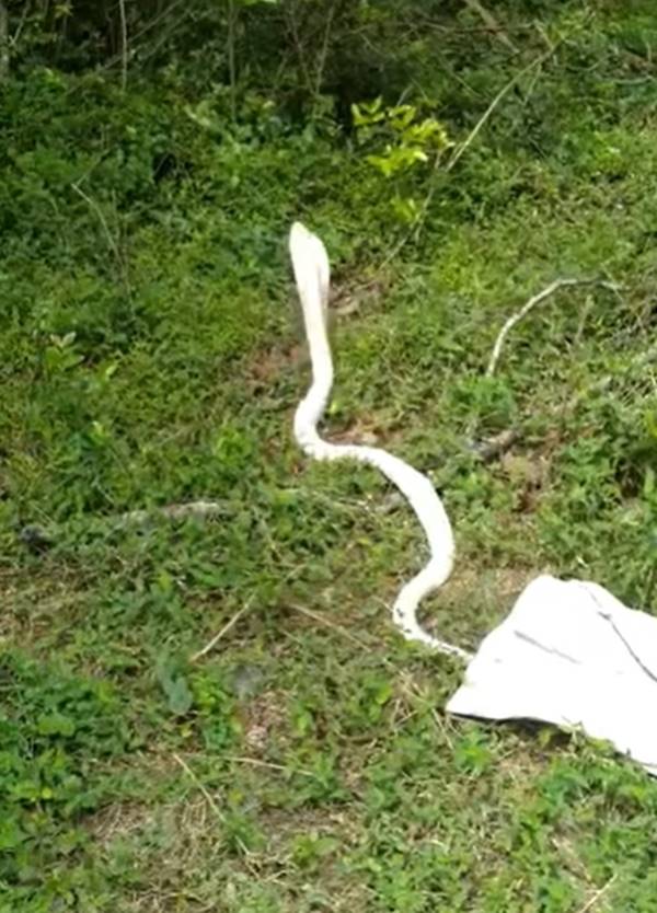 งูเห่าเผือก งูเห่าเผือก