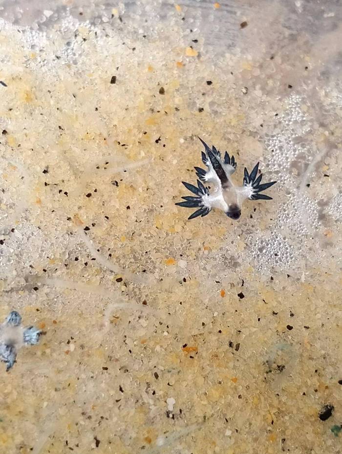 ทากเปลือย Blue dragon พิษร้ายแรง ทากเปลือย Blue dragon พิษร้ายแรง