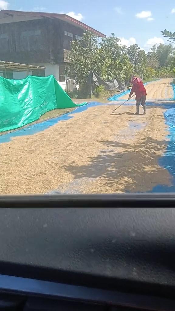 หนุ่มอึ้ง ขับรถเจอตากข้าวยาวเต็มถนน หนุ่มอึ้ง ขับรถเจอตากข้าวยาวเต็มถนน