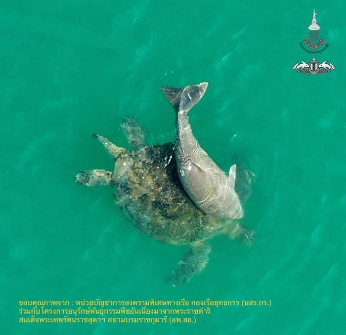 ลูกพะยูนดงตาลตาย ลูกพะยูนดงตาลตาย