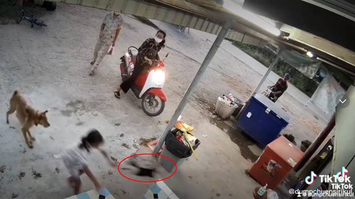 หมาไล่กัดเด็ก เจอแมวตบ หมาไล่กัดเด็ก เจอแมวตบ