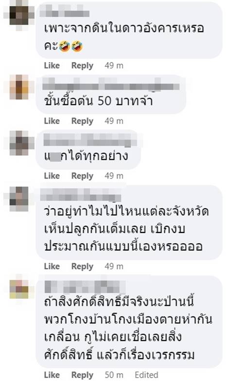 ต้นทองอุไร 70 ราชการซื้อ 6,090 ต้นทองอุไร 70 ราชการซื้อ 6,090