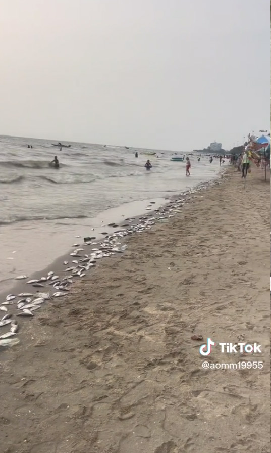 ปลาตายเกลื่อนหาดบางแสน ปลาตายเกลื่อนหาดบางแสน