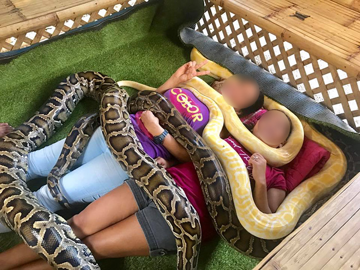 ร้านนวดใช้งูหลามเลื้อยทับตัวลูกค้า ร้านนวดใช้งูหลามเลื้อยทับตัวลูกค้า