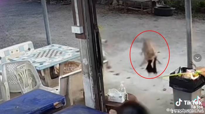 หมาไล่กัดเด็ก เจอแมวตบ หมาไล่กัดเด็ก เจอแมวตบ