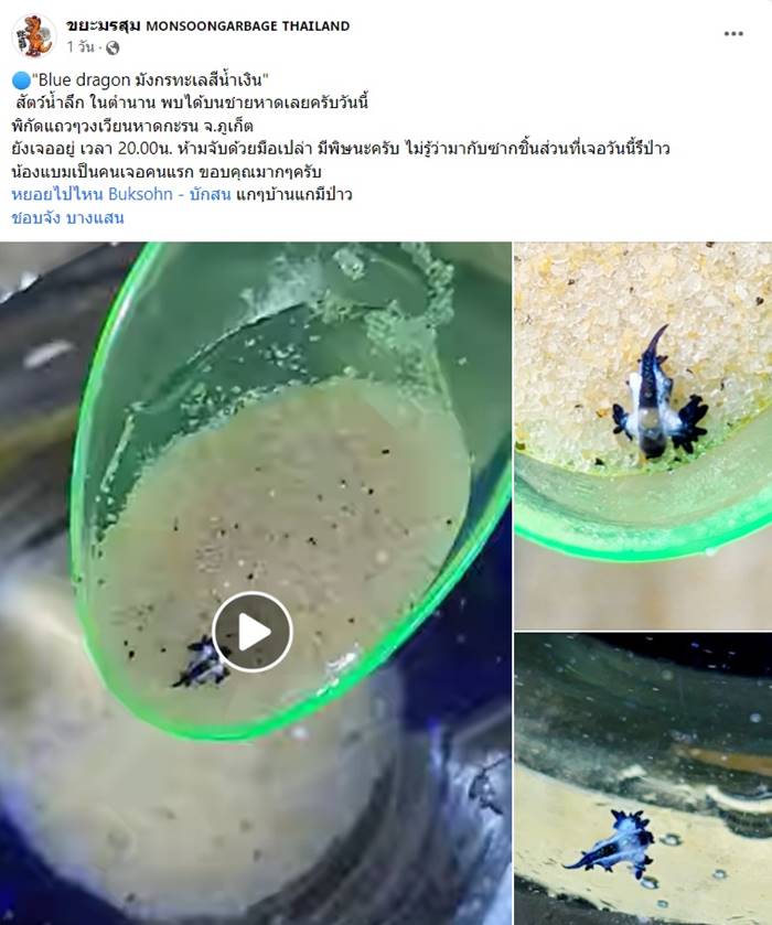 ทากเปลือย Blue dragon พิษร้ายแรง ทากเปลือย Blue dragon พิษร้ายแรง