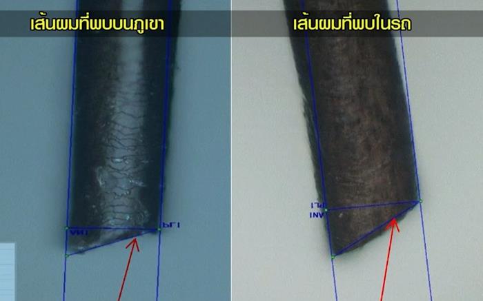 ลุงพลฆ่าน้องชมพู่ทำไม ลุงพลฆ่าน้องชมพู่ทำไม