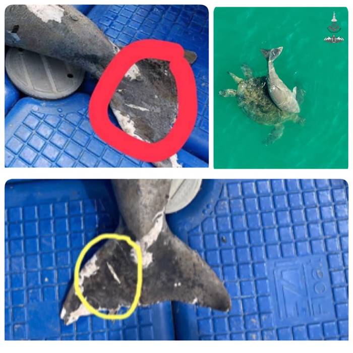 ลูกพะยูนดงตาลตาย ลูกพะยูนดงตาลตาย