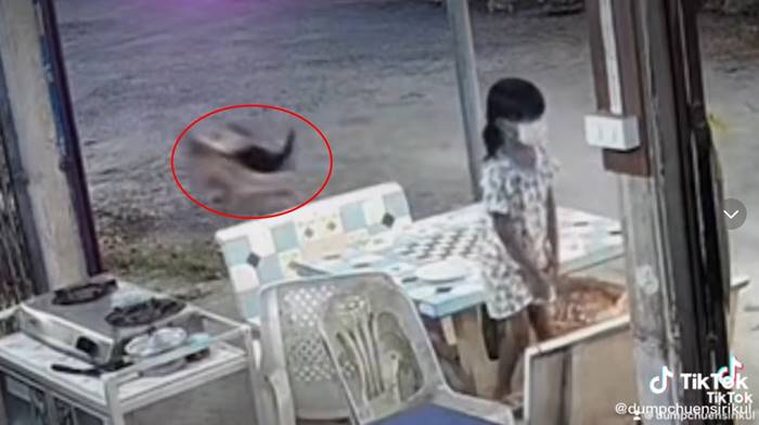 หมาไล่กัดเด็ก เจอแมวตบ หมาไล่กัดเด็ก เจอแมวตบ