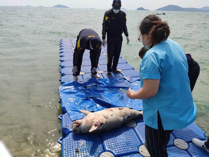 ลูกพะยูนดงตาลตาย ลูกพะยูนดงตาลตาย