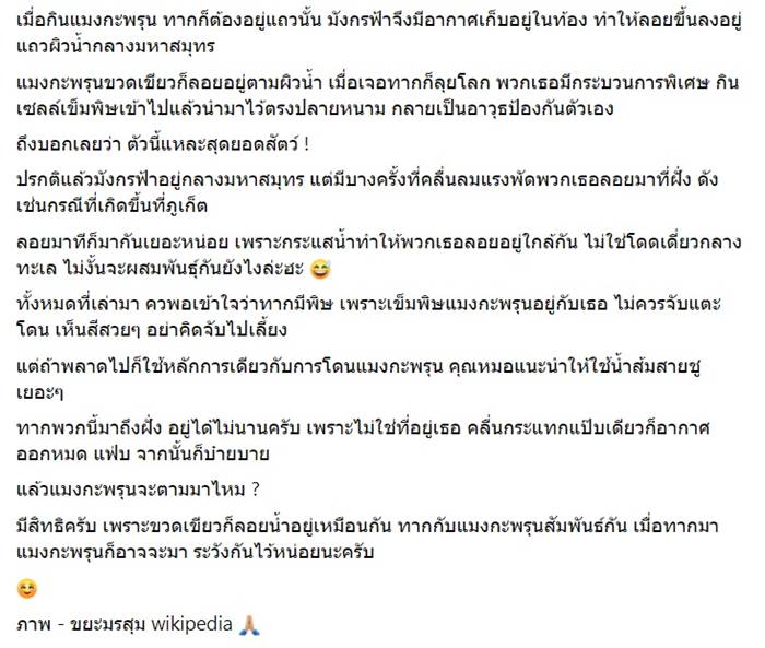 ทากเปลือย Blue dragon พิษร้ายแรง ทากเปลือย Blue dragon พิษร้ายแรง