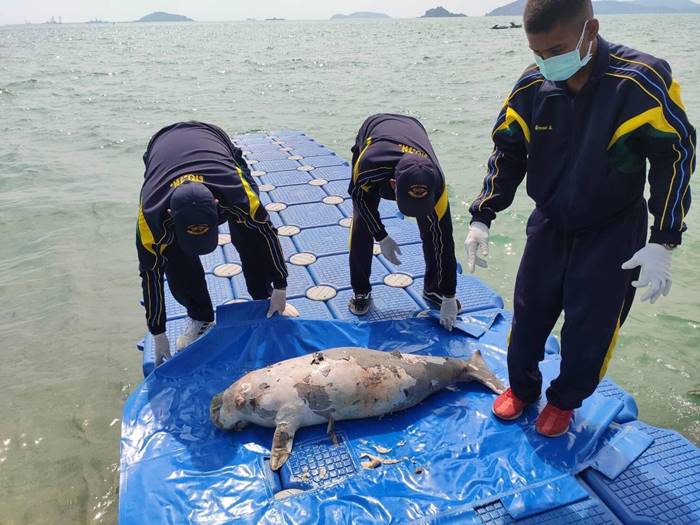 ลูกพะยูนดงตาลตาย ลูกพะยูนดงตาลตาย