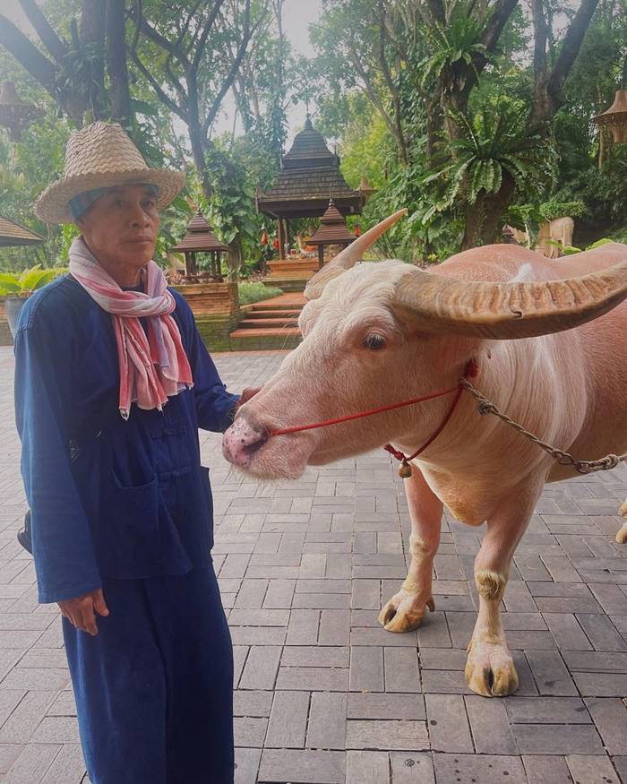 ซิมู หลิว เที่ยวไทย ซิมู หลิว เที่ยวไทย