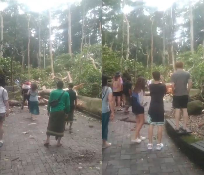 ต้นไม้ล้มทับท่องเที่ยว ที่อุทยานป่าลิงศักดิ์สิทธิ์บาหลี ตาย 2 ต้นไม้ล้มทับท่องเที่ยว ที่อุทยานป่าลิงศักดิ์สิทธิ์บาหลี ตาย 2