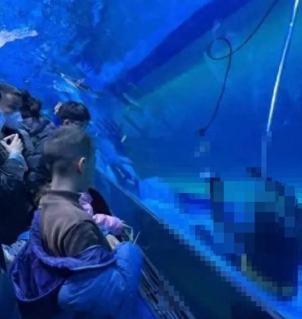 นักประดาน้ำอะแควเรียม จมน้ำตาย นักประดาน้ำอะแควเรียม จมน้ำตาย