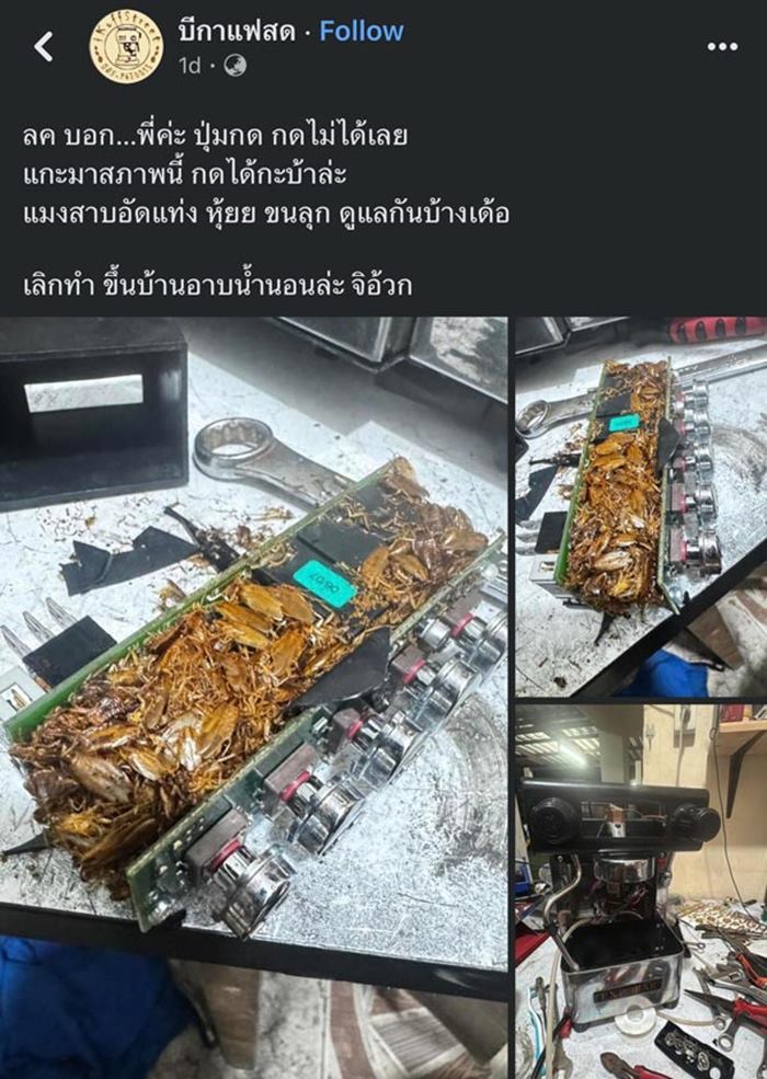 แมลงสาบอยู่ในเครื่องชงกาแฟ แมลงสาบอยู่ในเครื่องชงกาแฟ