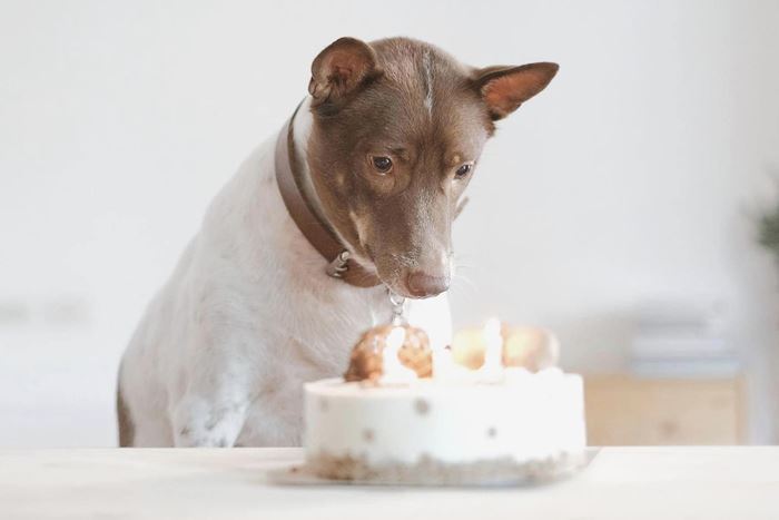 กอลลั่ม จาก Gluta Story ตายแล้ว กอลลั่ม จาก Gluta Story ตายแล้ว