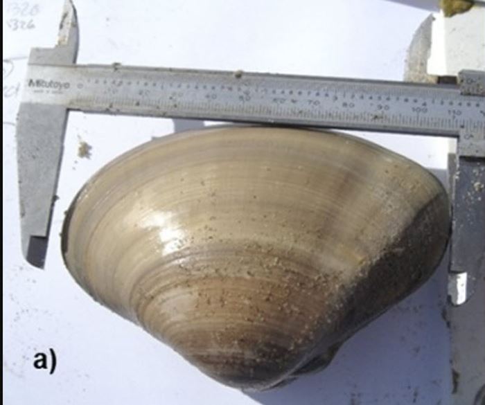 โดนปรับเพราะเก็บหอย โดนปรับเพราะเก็บหอย